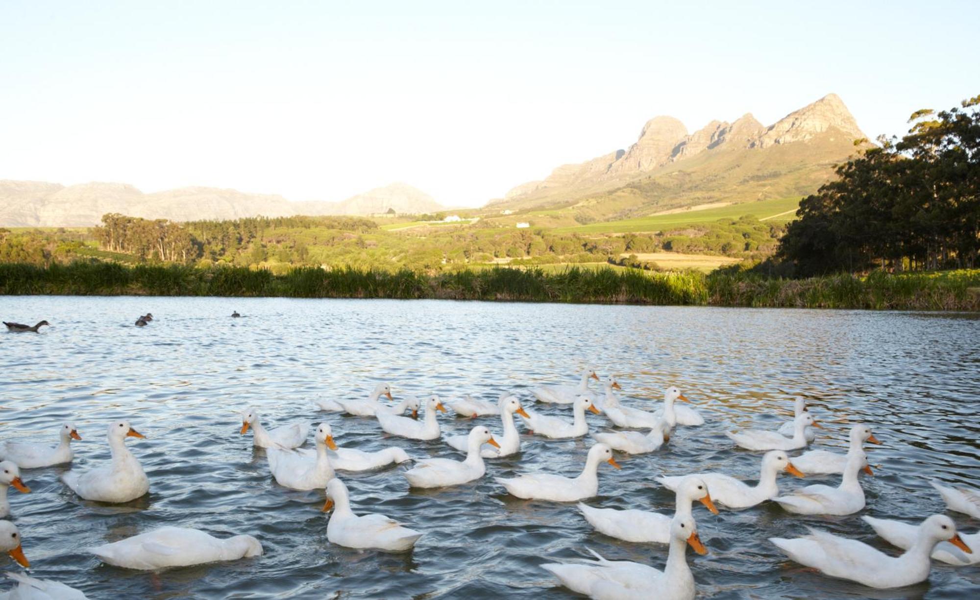 In The Vine Country Manor Guesthouse Stellenbosch Ngoại thất bức ảnh